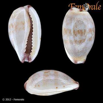 Слика од Cypraea fimbriata quasigracilis Lorenz 1989