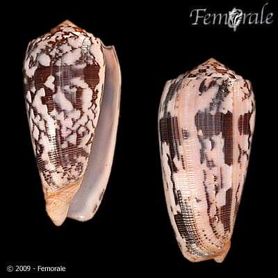 Image of cone snails