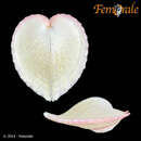 Image of heart cockle