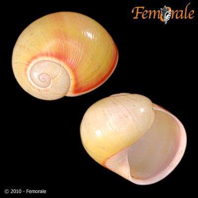 Imagem de Helminthoglyptidae