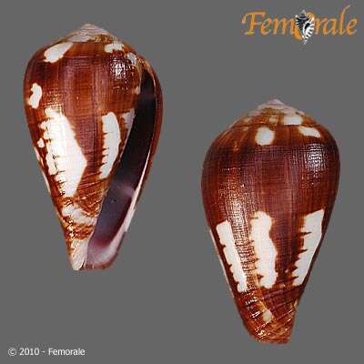 Image of cone snails