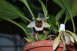 Image of Coelogyne xyrekes Ridl.