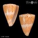 Conus trigonus Reeve 1848的圖片