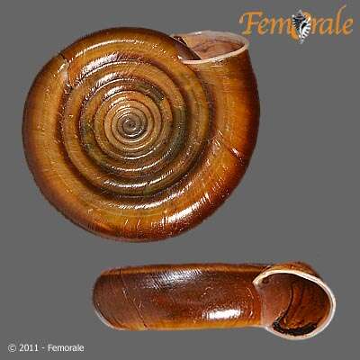 Image of beer snails