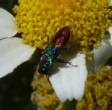 Image of Anthaxia dimidiata (Thunberg 1789)