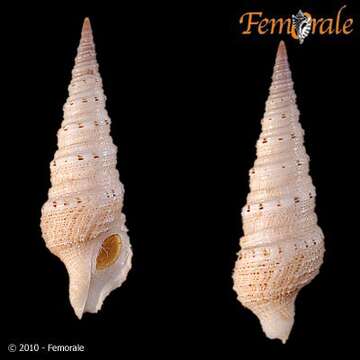 Image of Turridae H. Adams & A. Adams 1853