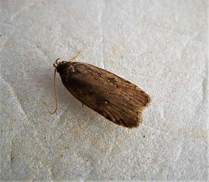 Image of Agonopterix heracliana Linnaeus 1758