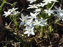 Image of Dove's dung