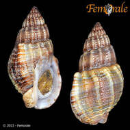 Image of nassa mud snails