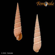 Image of Needle Whelks