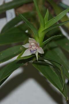 Image of Dichaea trinitensis Gleason