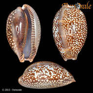 صورة <i>Cypraea cervus lindseyi</i> Petuch 2013