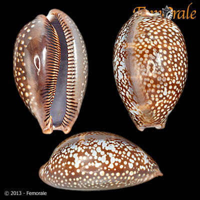 صورة <i>Cypraea cervus lindseyi</i> Petuch 2013