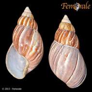 Image of <i>Achatina fulica</i> (Bowdich 1822)