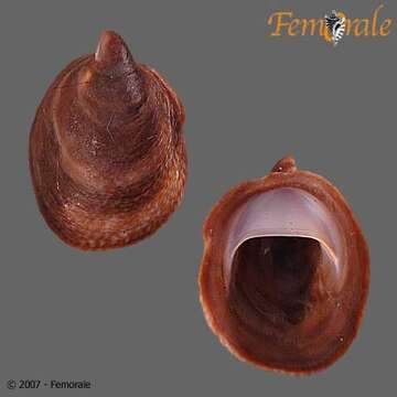 Слика од Calyptraeoidea Lamarck 1809