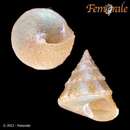 Image of Calliostoma rude Quinn 1992