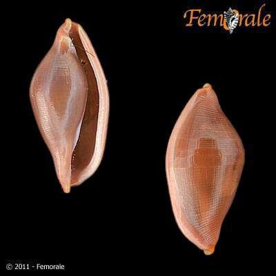 Image of false cowries