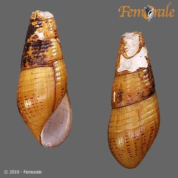 Image of Hemisinidae