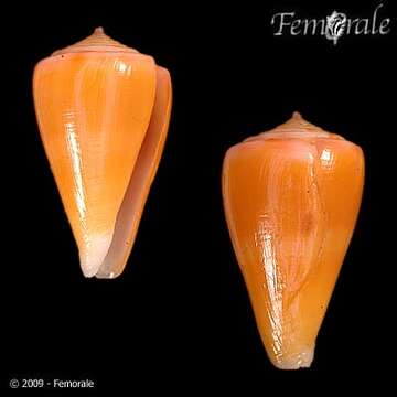 صورة Conus martensi E. A. Smith 1884