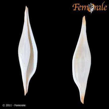 Image of Spindle Cowries