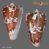 Image of cone snails