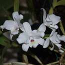 Guarianthe skinneri var. alba的圖片