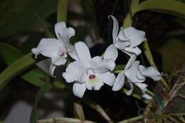 Guarianthe skinneri var. alba的圖片