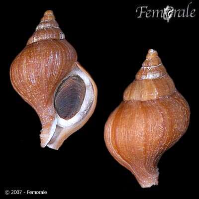 <i>Neptunea behringiana</i> resmi