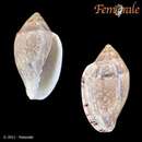 Image de Marginella rosea Lamarck 1822