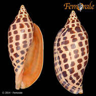 Image of <i>Scaphella junonia johnstonae</i> Clench 1953