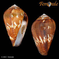 Image of cone snails