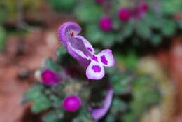 Image of common henbit