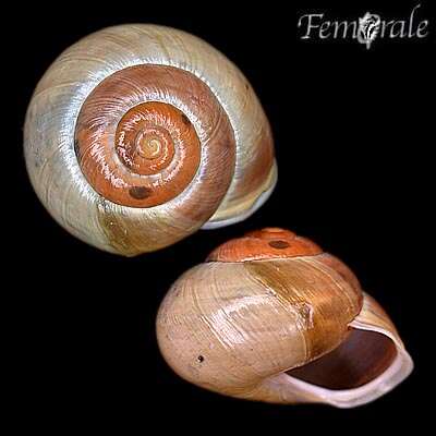 Image of Cepaea hortensis fuscolabiata O. F. Muller 1774