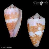 Image of cone snails