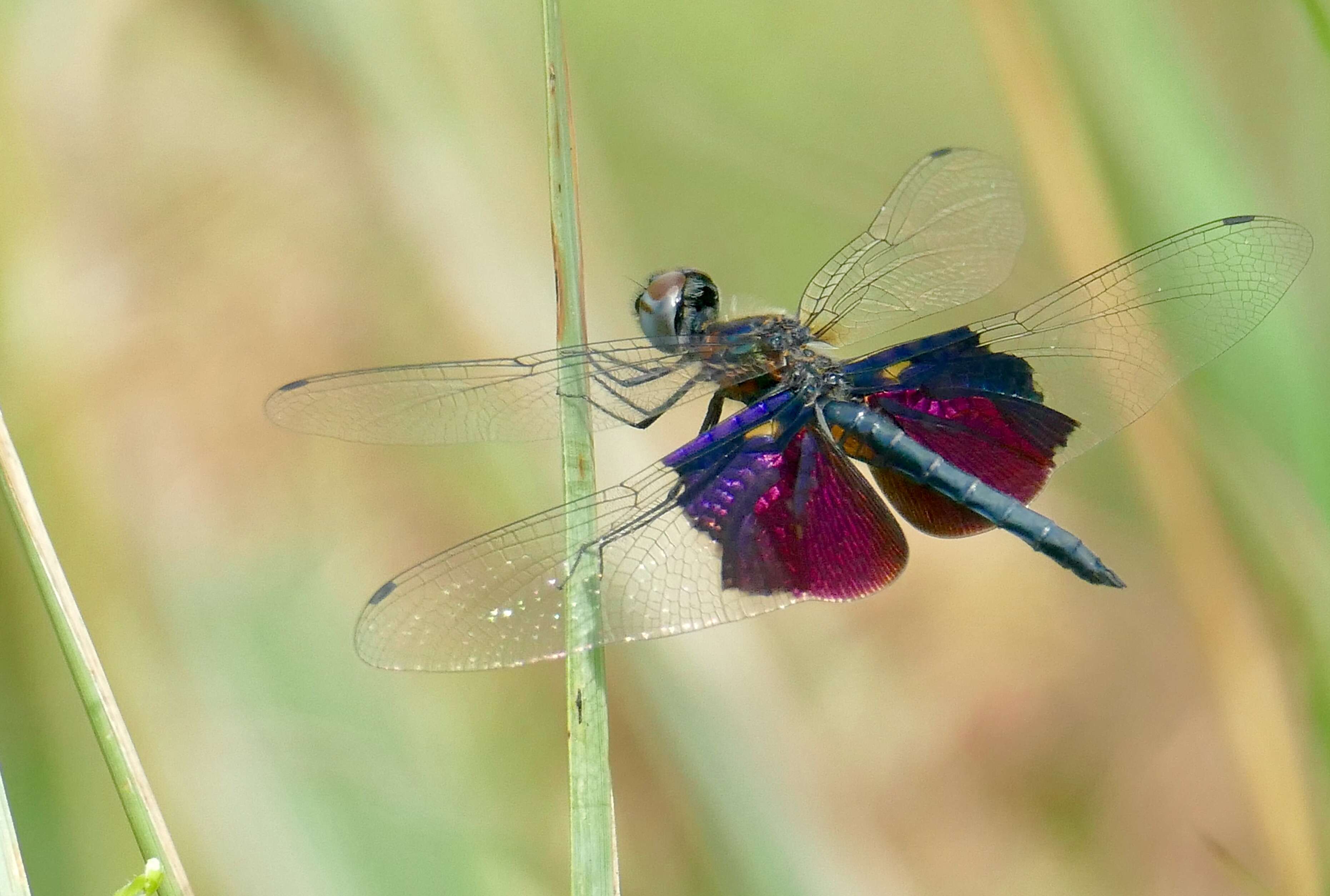 Image of Phantom Flutterer