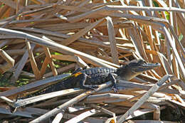 Image of American alligator