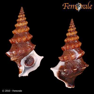 Image of Batillariidae