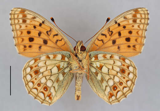 صورة Fabriciana niobe Linnaeus 1761