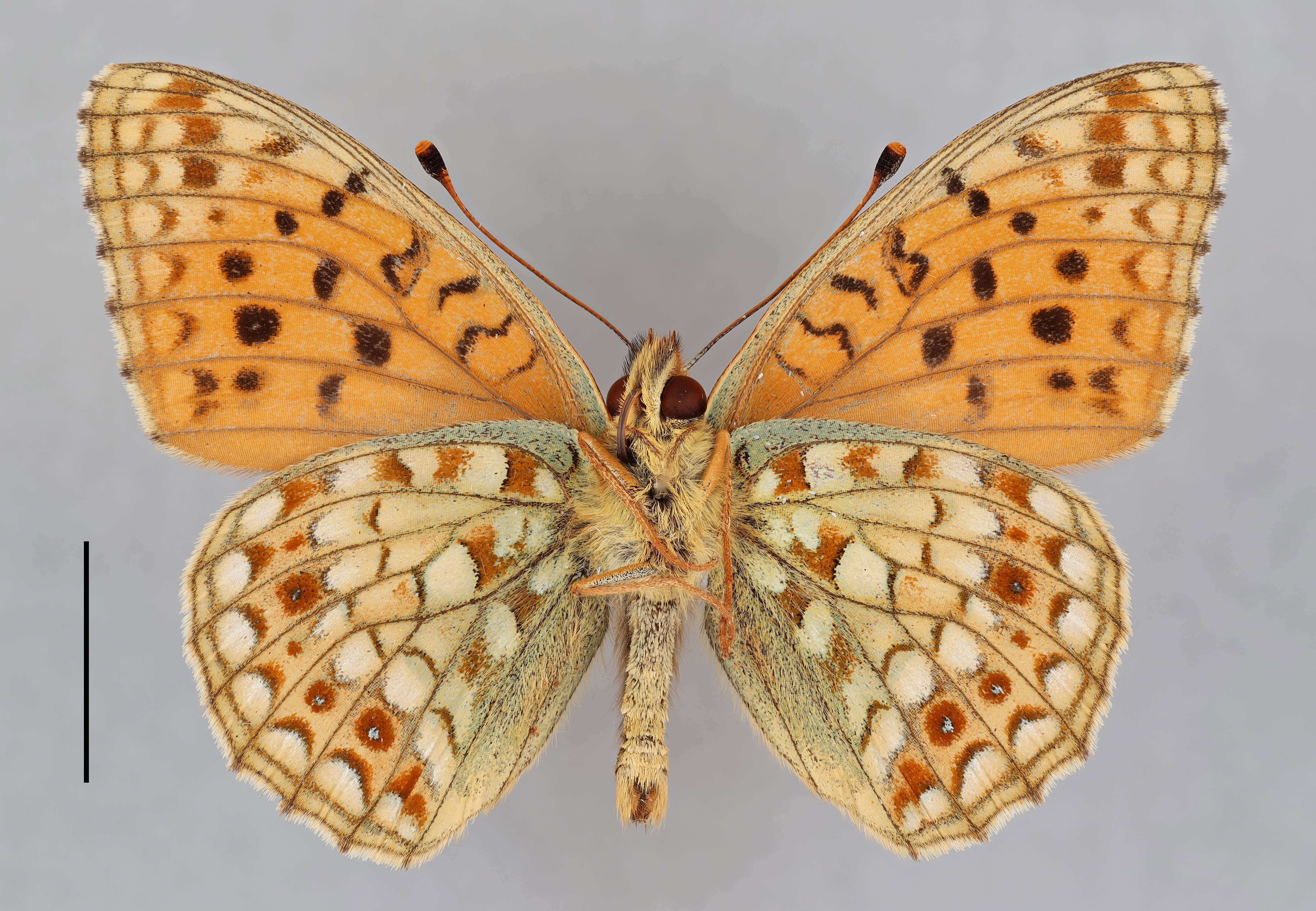 Imagem de Fabriciana niobe Linnaeus 1761