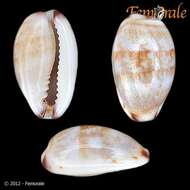 صورة Cypraea fimbriata quasigracilis Lorenz 1989