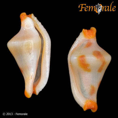 Image of <i>Rotaovula septemmacula</i> (Azuma 1974)