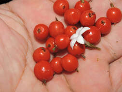 Image of Geophila cordifolia Miq.