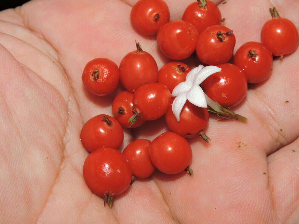 Image of Geophila cordifolia Miq.