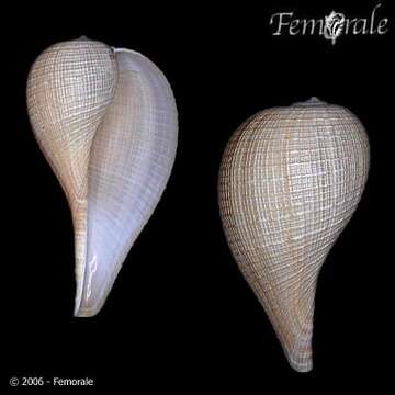 Image of Ficoidea Meek 1864