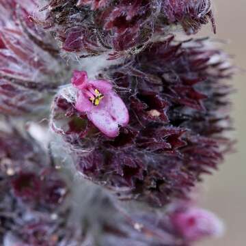 Image de Hyptis nudicaulis Benth.