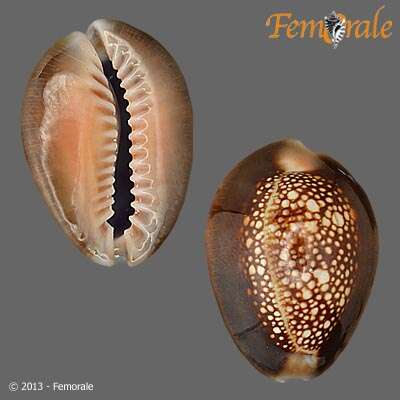 صورة <i>Cypraea caputserpentis</i> L. 1758