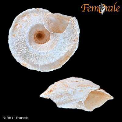 Image of Helicellidae