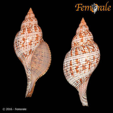 Image of Fasciolaria Lamarck 1799