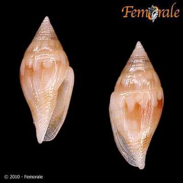 Image of Mitromorphidae T. L. Casey 1904