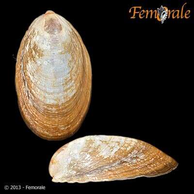 Image of Nacellidae Thiele 1891